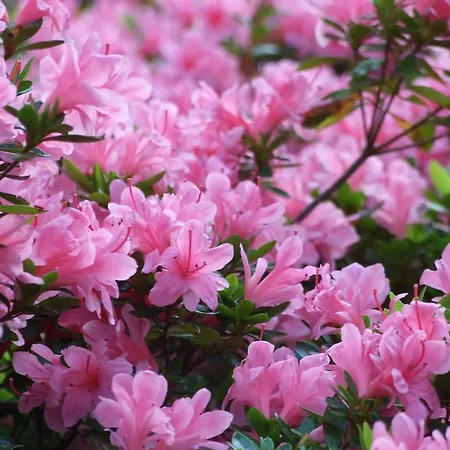 La Casa Nel Bosco Mergozzo