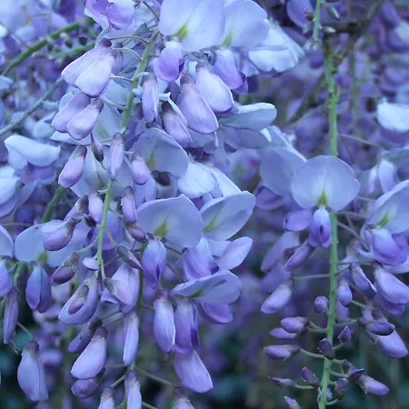 La Casa Nel Bosco מרגוצו