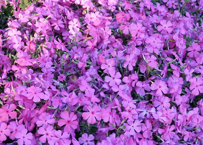 La Casa Nel Bosco * Mergozzo